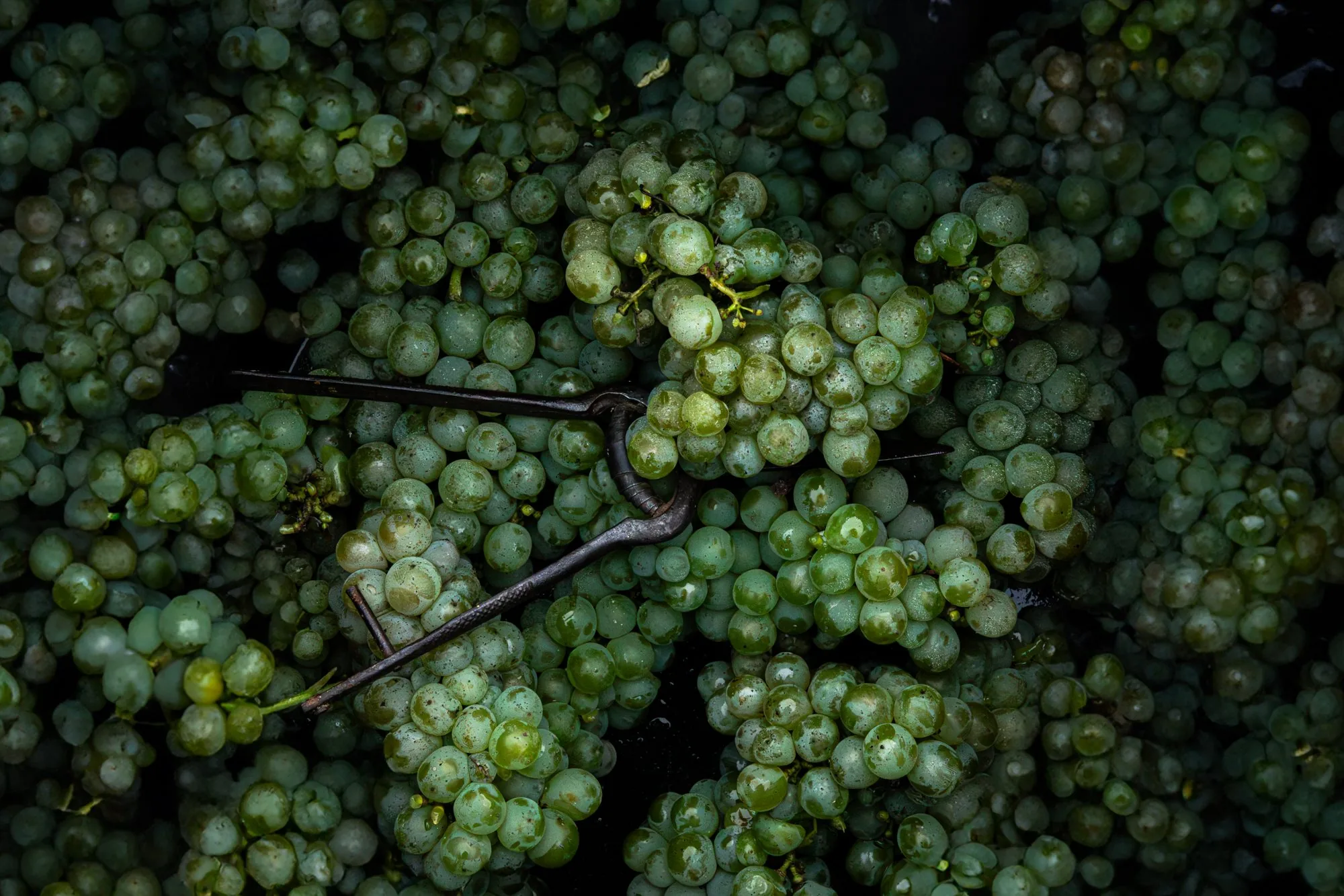 Grappes d'ugni blanc et sécateur
