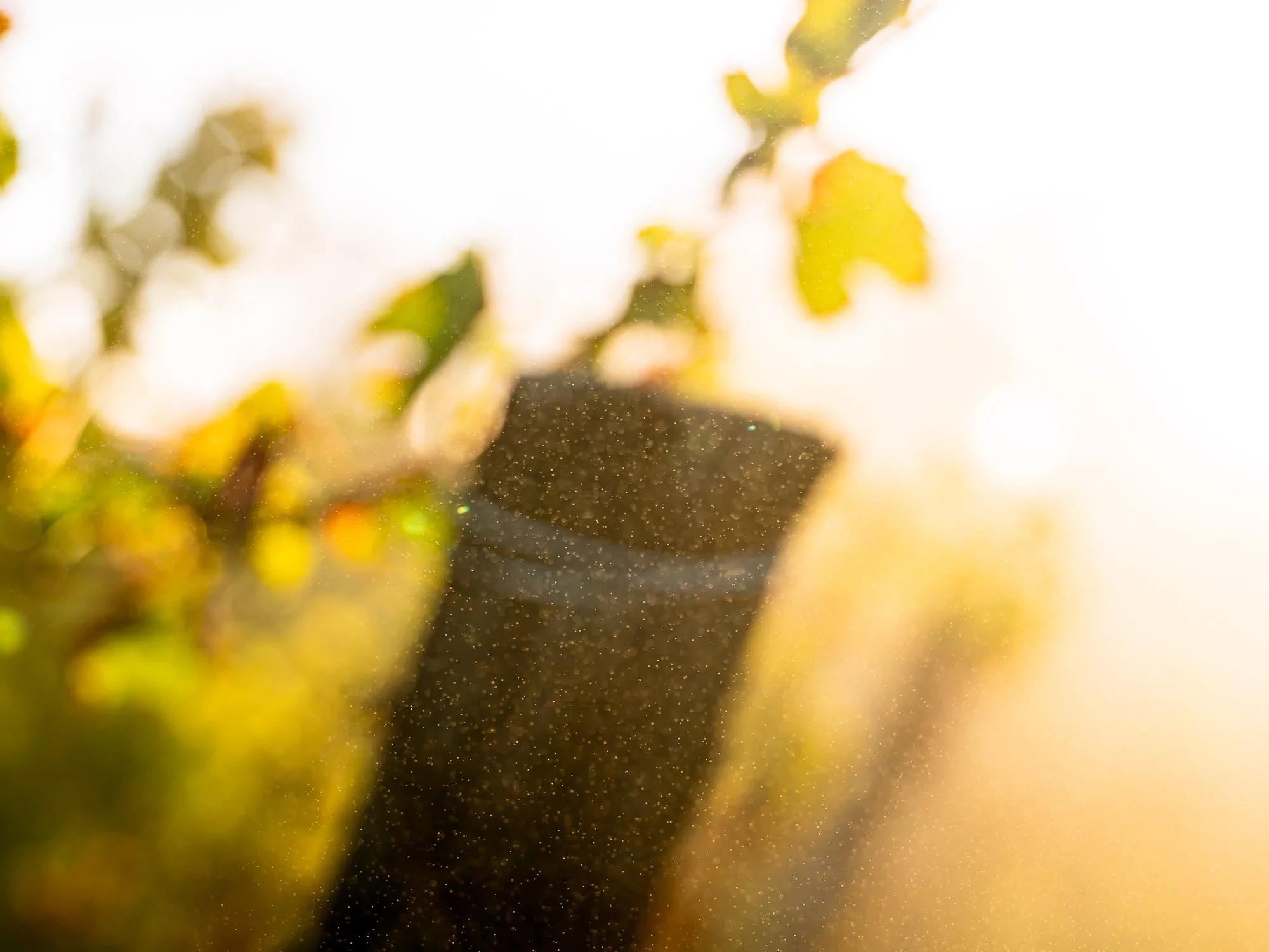 Particules de brume dans la lumière du matin, contre un piquet de vigne