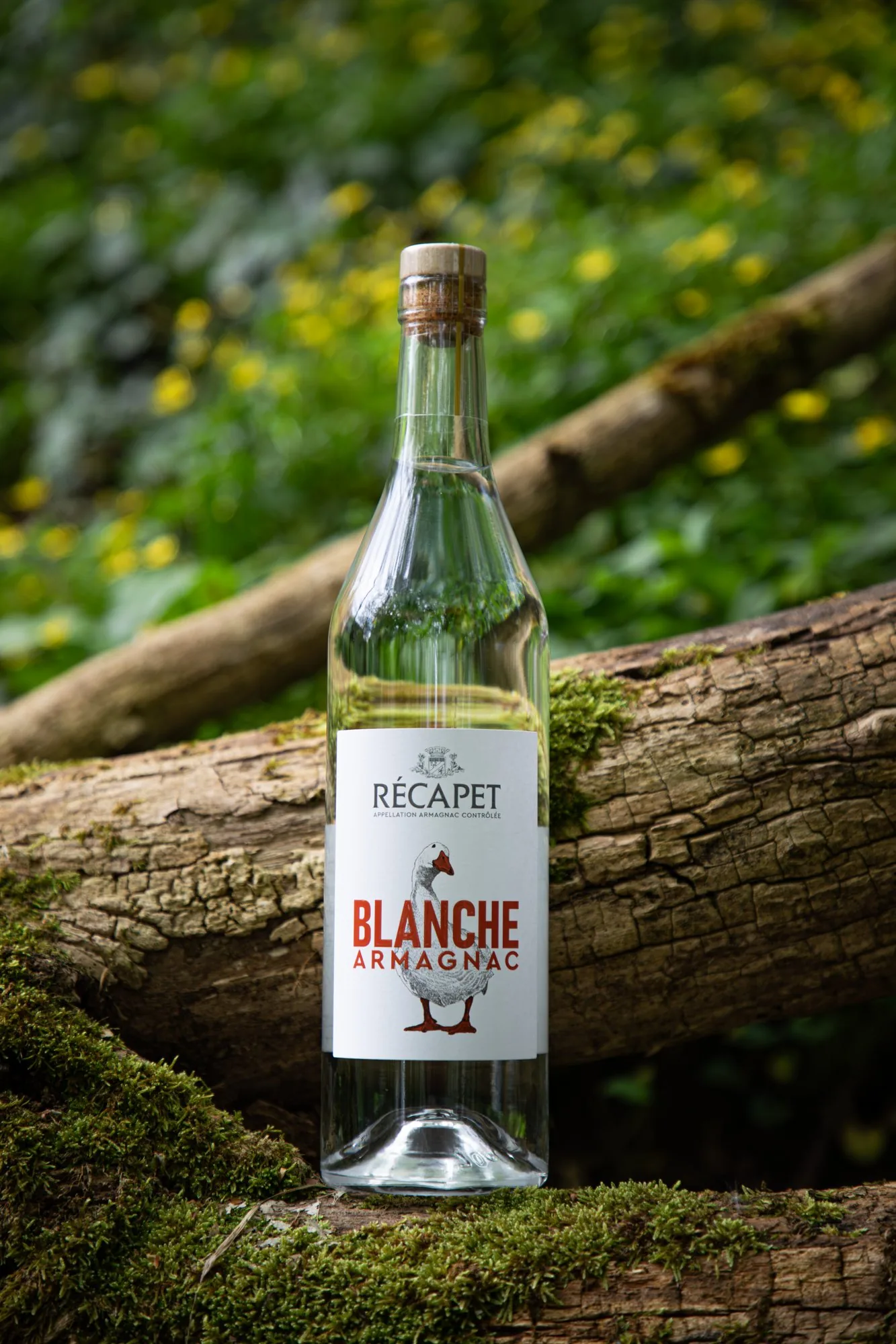 Bouteille de Blanche Armagnac Récapet sur un tronc moussu