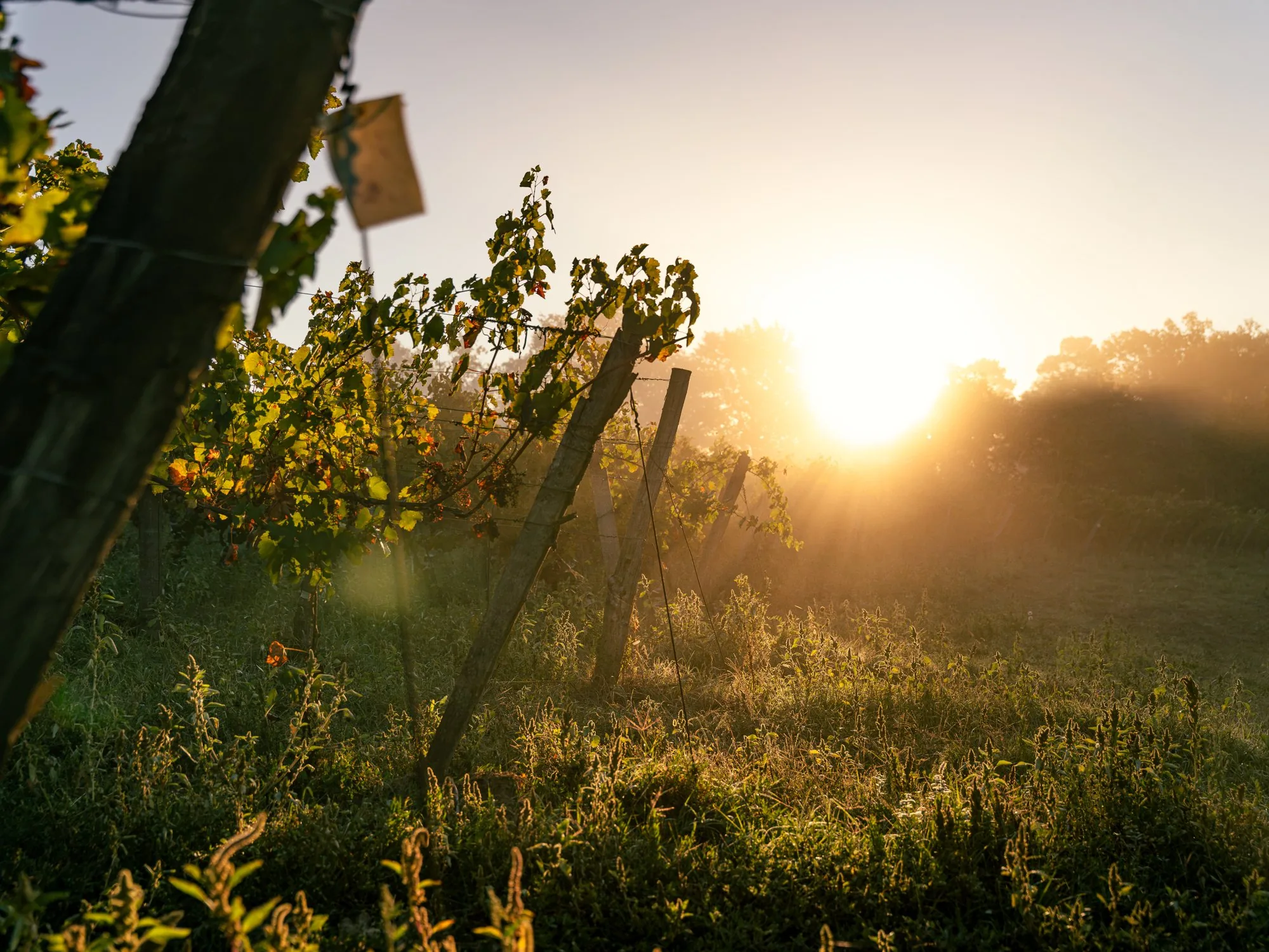 Lever de soleil dans la brume, entre les rangs de vigne